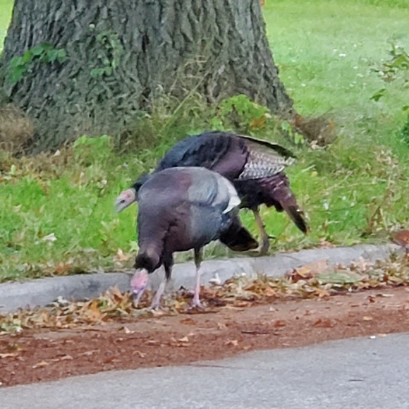 Meet your Posher, Tabitha - Picture 1 of 1